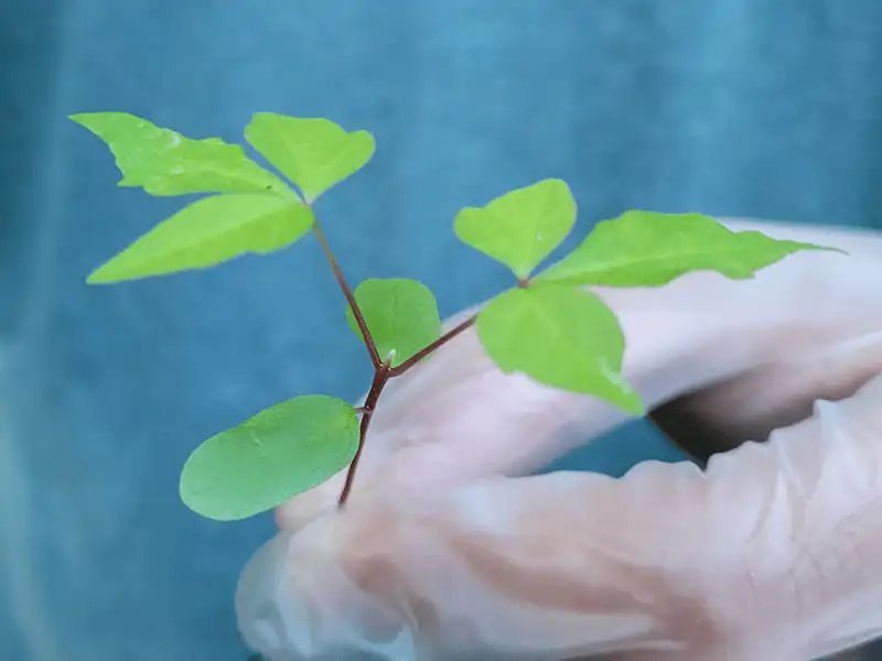 A gloved hand holding a small poison ivy sprout with cotyledon leaves